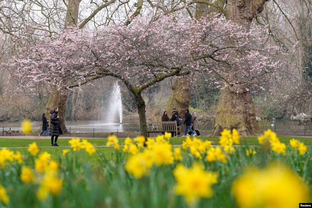 Një pemë qershie që sapo ka nisur të çelë në parkun St James&#39; në Londër, Britani, 7 Mars 2024.