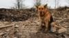 «Шанс» для покинутих на смерть: як евакуюють тварин з прифронтових зон Запорізької області