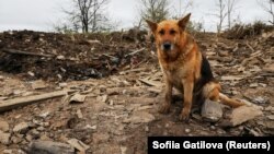 Собака у дворі будинку, який постраждав від російського ракетного удару, на околиці міста Павлограда Дніпропетровської області, 1 травня 2023 року