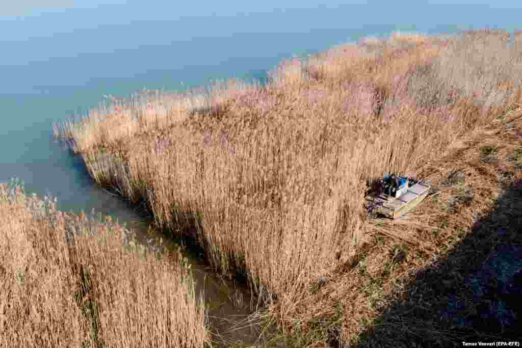 Reed is harvested with a specialized combine as a wildlife habitat management measure on the shores of Lake Balaton in Balatonszemes, southwestern Hungary.