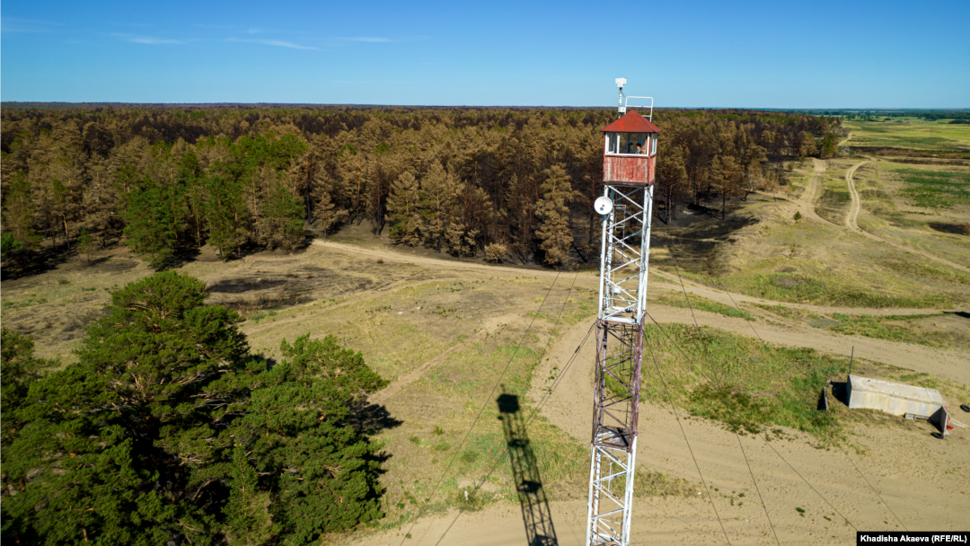 Вика аузына сперматозоидты түсірді