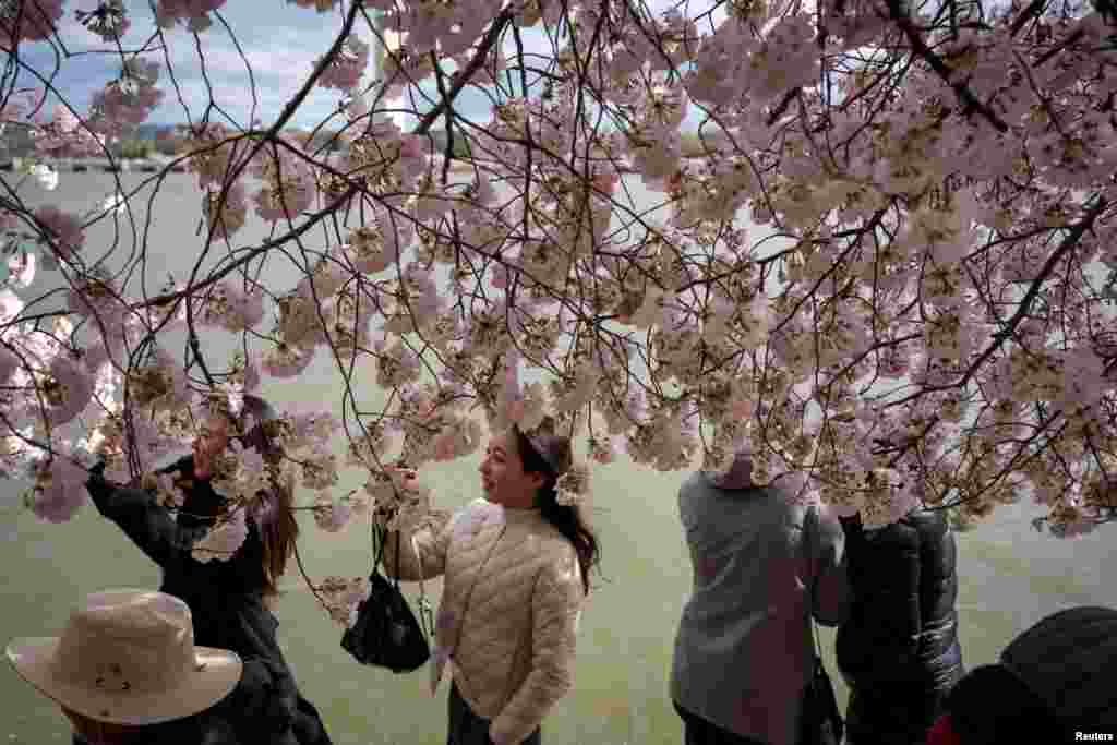 Lulet në tufa të një peme qershie në Uashington.