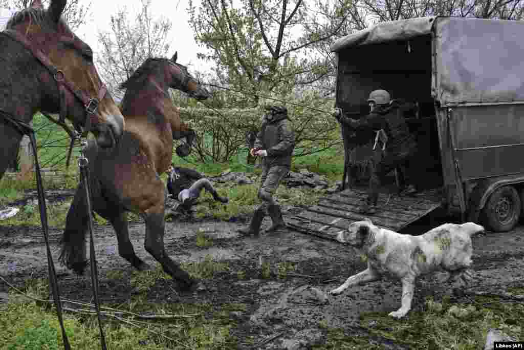 Ukrainian soldiers and volunteers try to load horses into a truck to evacuate them from an abandoned horse farm in war-hit Avdiyivka in the eastern Donetsk region.