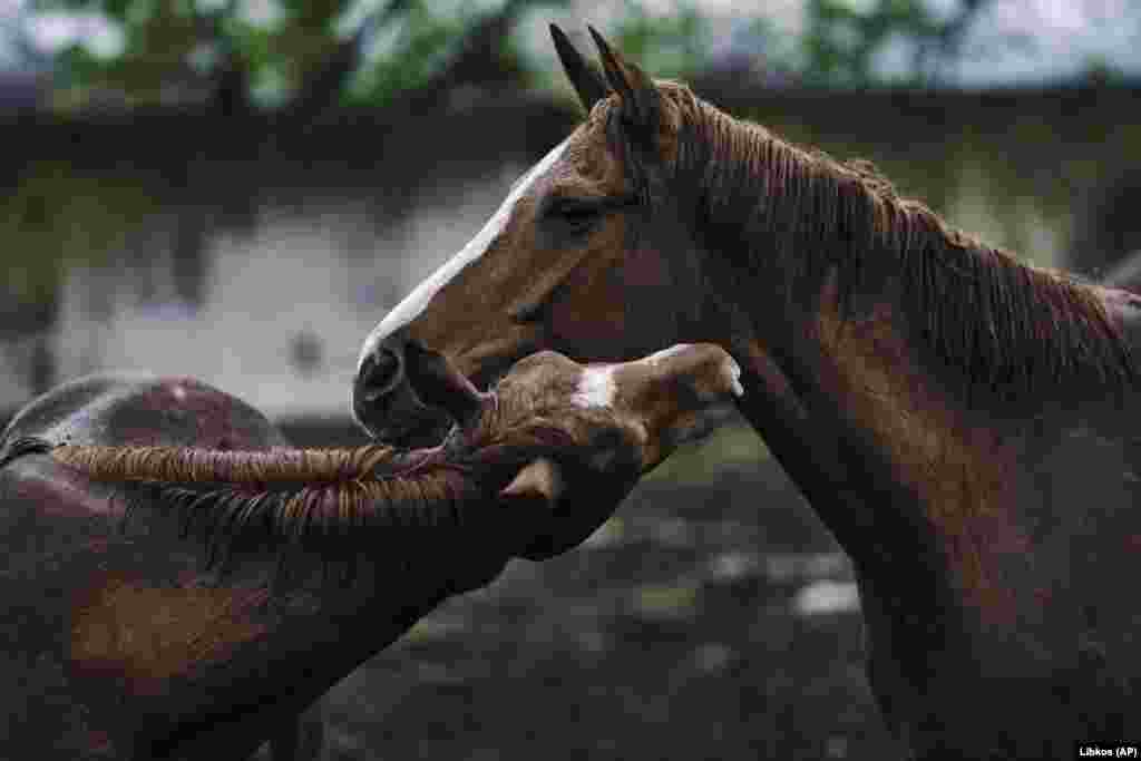 A moment of play for two horses during the evacuation.