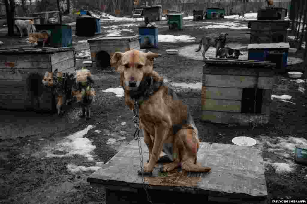 Dogs wait for food at a shelter that looks after about 60 stray animals in Kramatorsk, Ukraine.