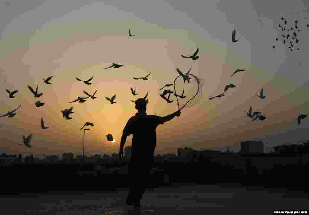 A pigeon racing enthusiast watches his birds feed on a rooftop in Karachi, Pakistan, where tournaments are held twice a year.