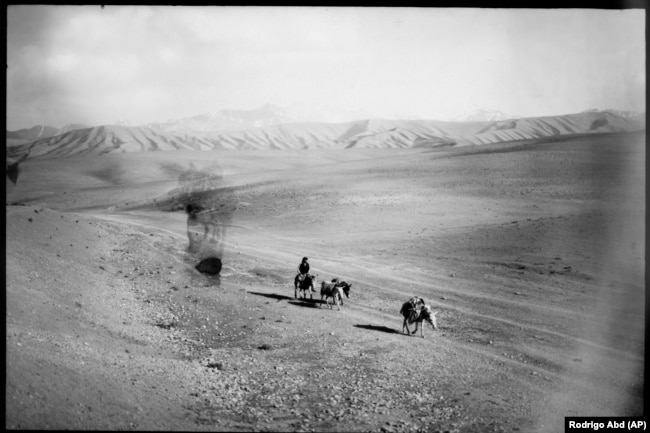 Un nomade afghano, noto come Kuchi, guida i suoi asini nella provincia di Bamiyan il 17 giugno.