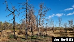 Aproape 1.000 de copaci din fostul parc IOR s-au uscat în mod inexplicabil.