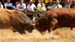 The Bullfights Bringing Bosnians Together