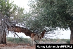 A cow tries to eat dried leaves off a tree in Yernazar village, Zhambul, on August 27.