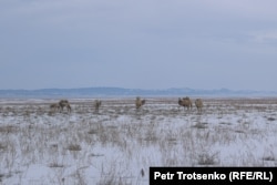 Верблюды на зимнем пастбище. Алматинская область, 3 февраля 2023 года