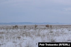 Camels in the winter pasture