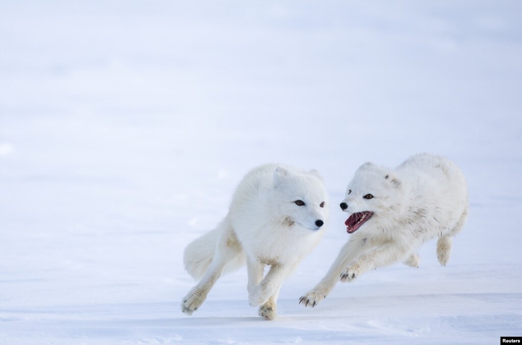 Këlyshët e dhelprave arktike rriten në një mjedis të rrethuar në natyrë pranë Oppdalit, një zonë e largët rreth 400 kilometra në veri të Oslos, ku shkencëtarët monitorojnë shëndetin dhe zhvillimin e tyre përpara se ata të lëshohen në natyrë.