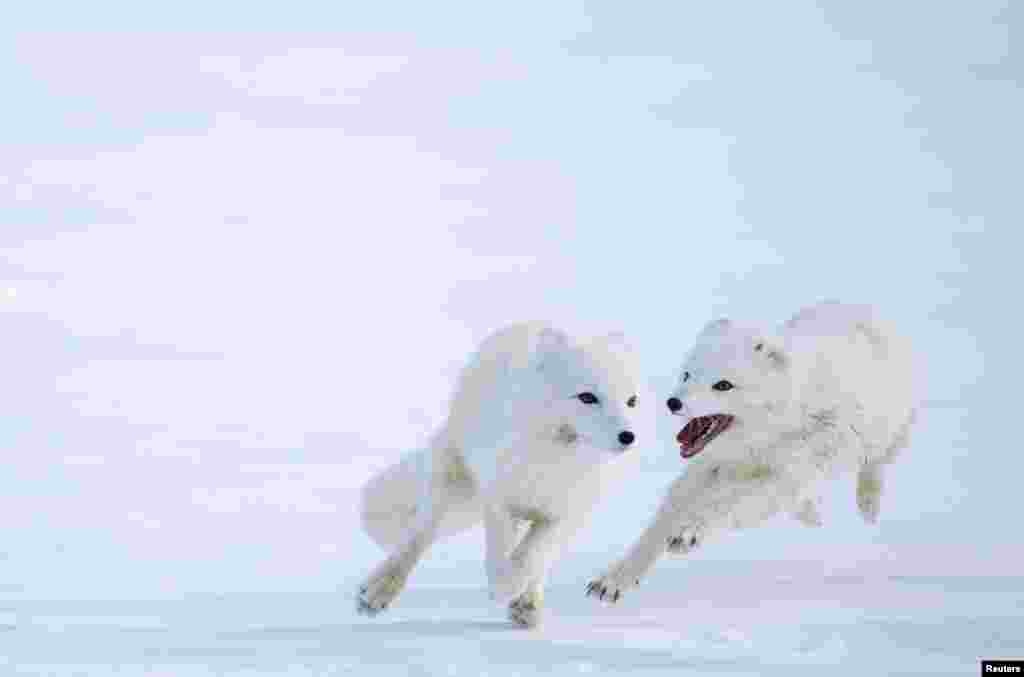 Këlyshët e dhelprave arktike rriten në një mjedis të rrethuar në natyrë pranë Oppdalit, një zonë e largët rreth 400 kilometra në veri të Oslos, ku shkencëtarët monitorojnë shëndetin dhe zhvillimin e tyre përpara se ata të lëshohen në natyrë.