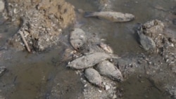 Thousands Of Fish Dead In Kakhovka Reservoir As Ukraine Launches 'Ecocide' Probe Over Dam