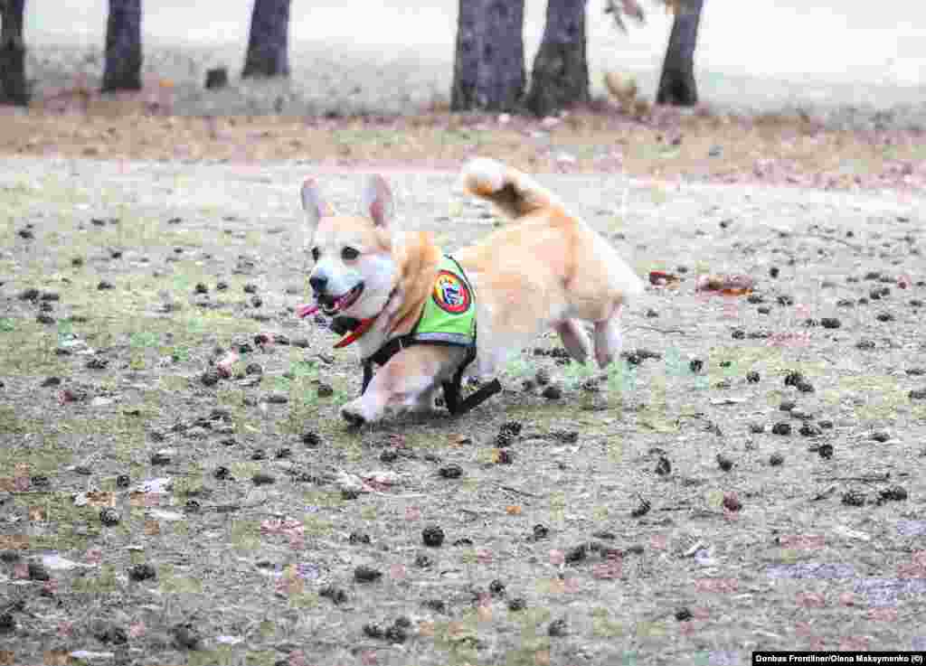 Elton the corgi during a training run Due to their stumpy stature corgis are almost never used for search and rescue, but Romanova says Elton, who is highly trained, worked for 22 hours nearly without a break after a recent missile strike in Dnipro. &quot;It was difficult, because the rubble is quite slippery, the dogs had to balance on the slabs of concrete while wearing shoes,&quot; she recalled. &quot;There was a lot of smoke, it made things difficult.&nbsp;But we worked well -- we found people, but unfortunately only those who had passed away.&quot;&nbsp; &nbsp;