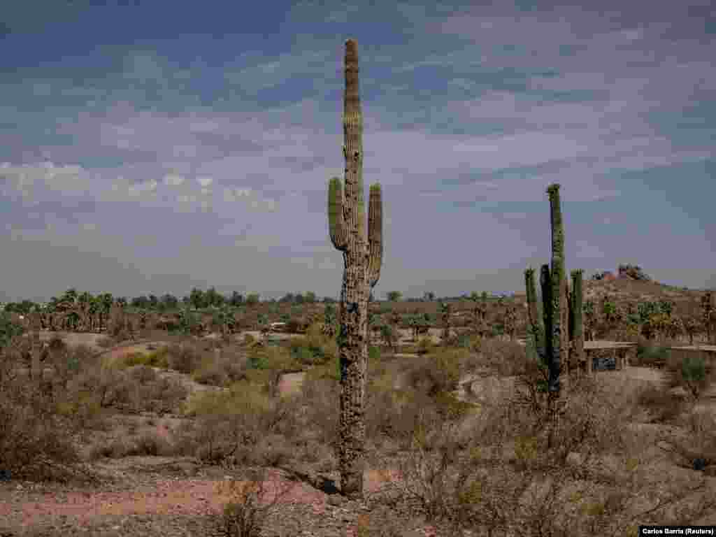 Egy saguaro, más néven kandeláberkaktusz egy sivatagi botanikus kertben Phoenixben 2023. július 26-án &nbsp;