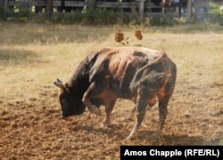 A bull paws at the mud inside the corral.