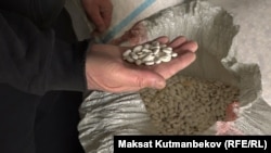 Таластагы төө буурчак. "Лопатка" сорту.