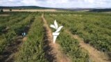 Cu sacii plini cu prune, în livadă: „Stăm zi și noapte, nu putem vinde nici cu 2 lei” 