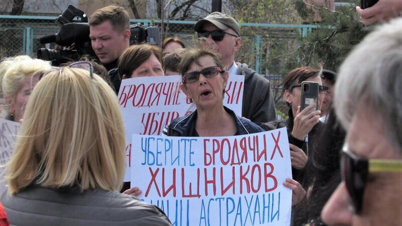 В Астрахани прошел митинг против бродячих животных