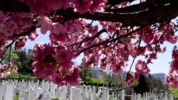 Japanske trešnje slave mir u BiH