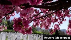 Japanske trešnje slave mir u BiH