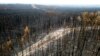 Drveće spaljeno od požara Donnie Creek duž šume sjeverno od Fort Sent Džon, Britanska Kolumbija, 2. juli 2023.