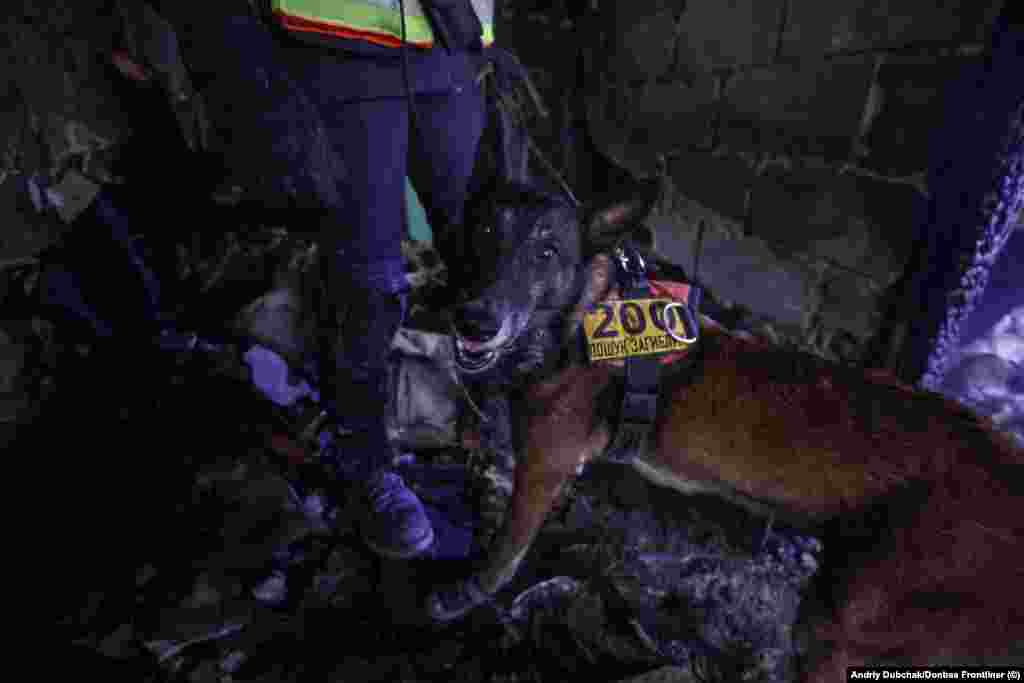 &quot;It&#39;s a game for them,&quot; Borysenko said of the urgent and grim task of hunting for survivors or bodies amid the rubble, &quot;These dogs don&#39;t lose heart when they find dead bodies, no matter how strange it may sound, that&#39;s also a game for them.&quot;