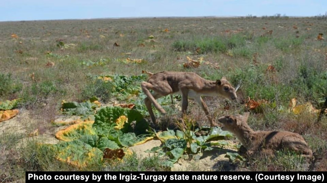 Орыс порно видео