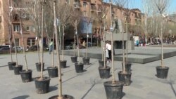 «Պատկերացնում եք Կասկադում կախովի այգիներ լինեին, ինչքան գեղեցիկ կլիներ». Երևանի գլխավոր դենդրոլոգ