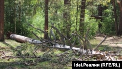Поваленное дерево у озера Яльчик в Марий Эл после урагана