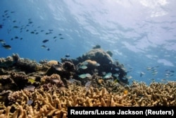 Reciful de corali este afectat și de pescuitul excesiv.