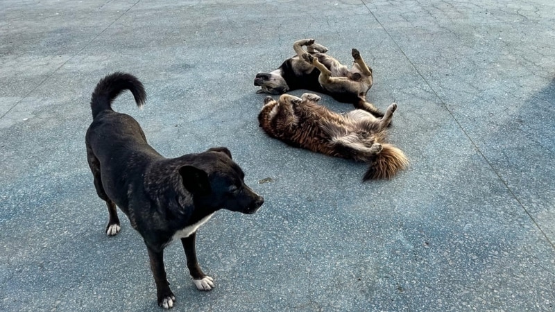 В Астрахани разрешили убивать бродячих собак. Против выступали более сотни местных жителей 