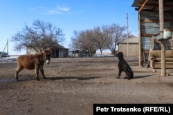 A Tazy -- considered one of the oldest dog breeds in the world -- keeps its eye on a donkey at Serik and Kulyash's farm.