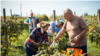 Moldova: Elderly people picking grapes