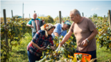 Moldova: Elderly people picking grapes