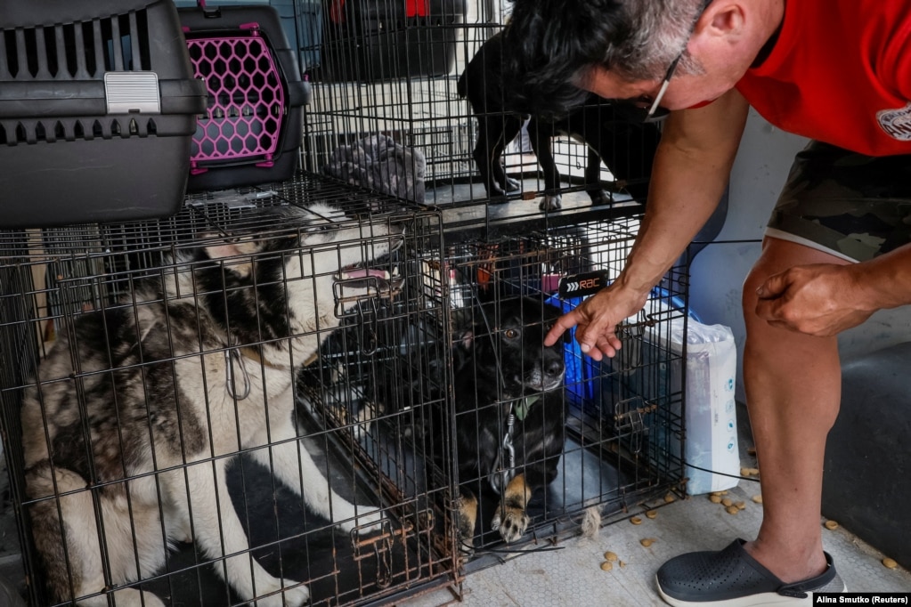 Волонтер гладить собаку в евакуаційному пункті у Херсоні, 7 червня 2023 року