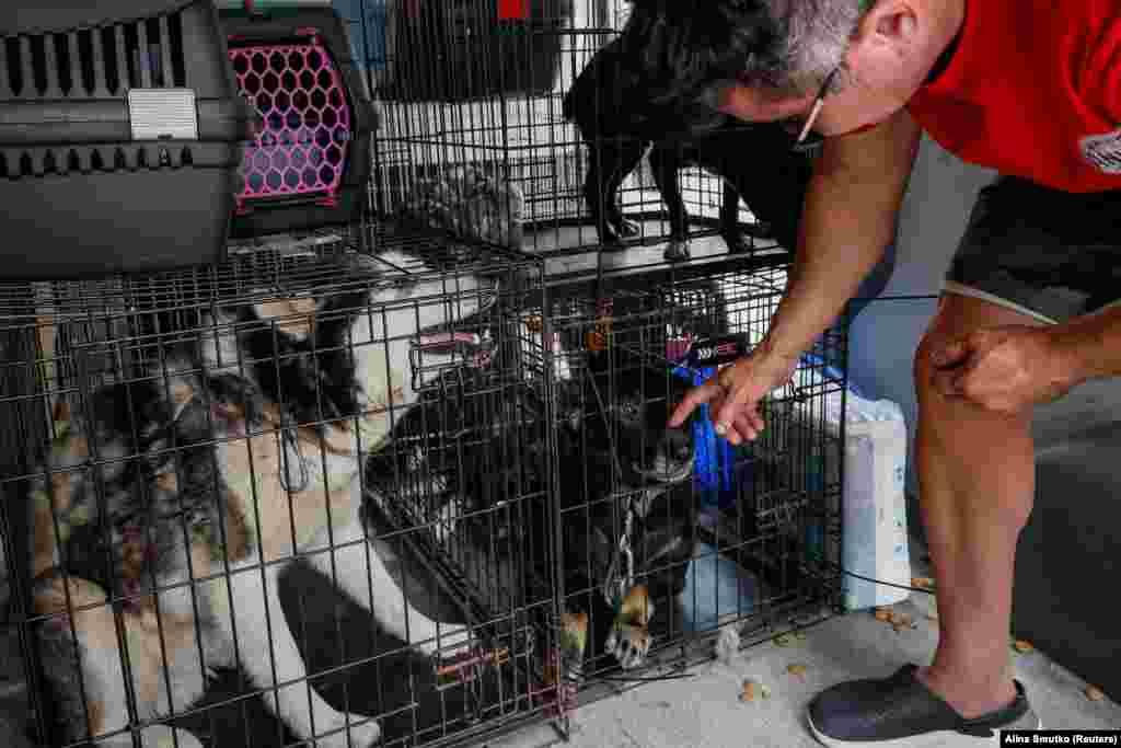 A volunteer plays with dogs at an evacuation point.