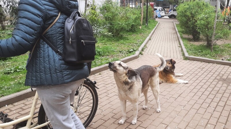 В Астраханской области разрешили усыплять собак сразу после отлова