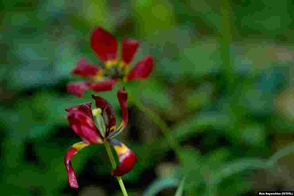 ეიხლერის ტიტა - საქართველოში ტიტების ორი სახეობა გვხვდება, ეიხლერის ტიტა და ბიბერშტეინის ტიტა. ბიბერშტეინის ტიტა მხოლოდ თელეთის ქედზე იზრდება. &nbsp;ეს მცენარე ბუნებაში უკვე იშვიათია, რადგან ლამაზია და ბევრი კრეფს.