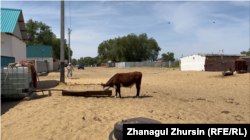 Krava na ulici prekrivenoj peskom u selu Žiltir