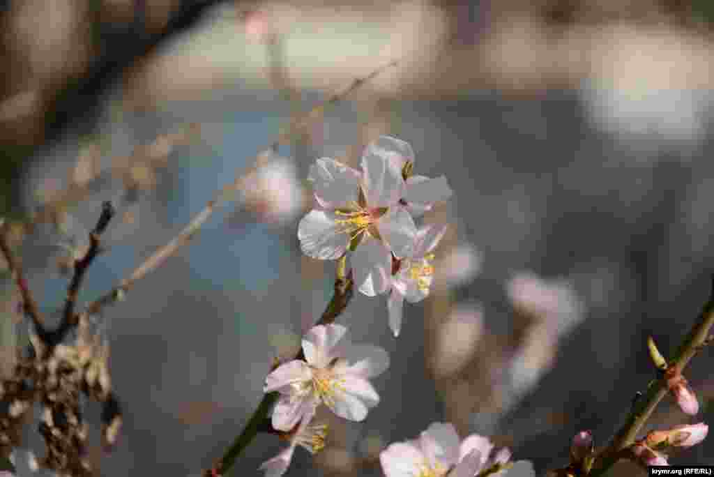 В отличие от сливы-алычи, миндаль цветет менее кучно, между лепестками сохраняется определенное расстояние
