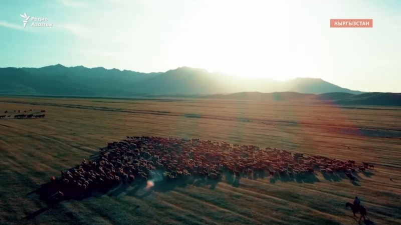 «Быть пастухом трудно»: тяжелые будни современных кыргызских чабанов