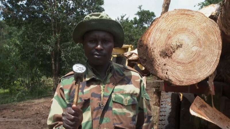 Olakšanje i očaj: Ukidanje zabrane seče šuma deli Keniju