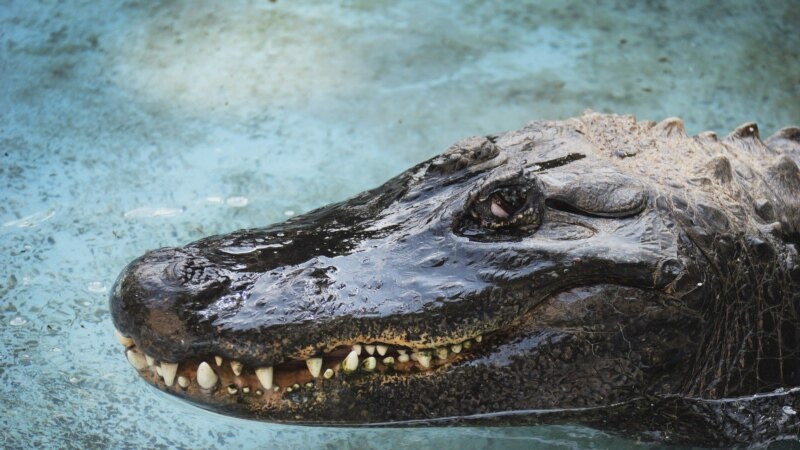 'Najstariji aligator na svijetu' još uvijek traži ljubav u Beogradu