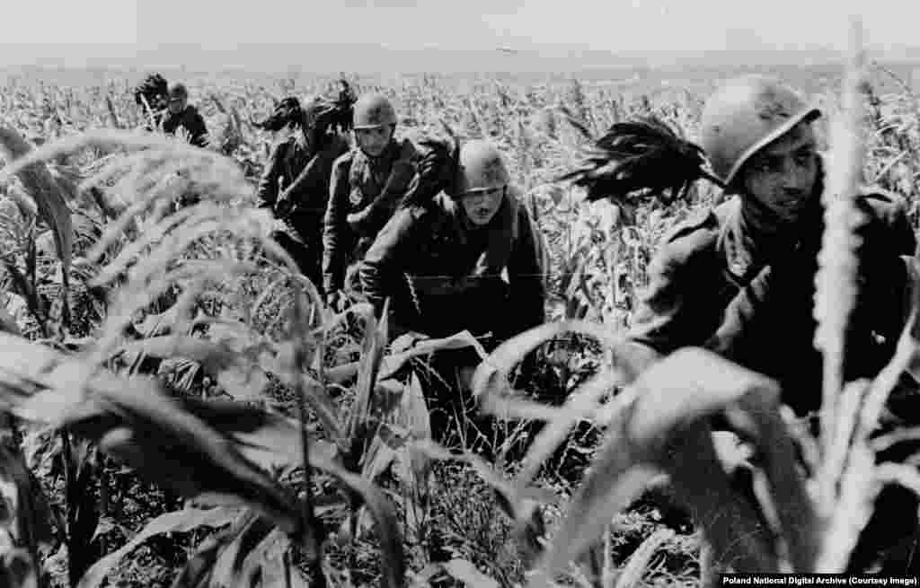 Bersaglieri italieni (infanterie ușoară), recunoscuți&nbsp;grație penelor negre purtate în căști, se deplasează printr-un lan de porumb în timpul invaziei naziste a Ucrainei sovietice în 1941. Forțele italiene care luptau în Uniunea Sovietică au fost în mare măsură distruse de Armata Roșie, iar zeci de mii de soldați italieni au murit în captivitate sovietică.