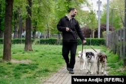 Nikola Lalić, Blic, Bos i Bač u Tašmajdanskom parku u Beogradu