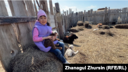 Девочка Инжу Мурабеккызы играет с ягнятами и козами. Село Каратал, 13 апреля 2024 года