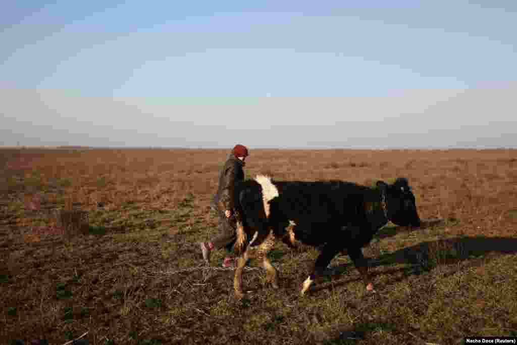 Svitlana, who is disabled, guides the family&#39;s cow to the safe part of the fields near their house.